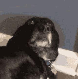 Dog Nervous GIF - Dog Nervous Eyes - Discover & Share GIFs