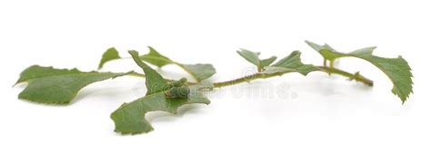 Green Caterpillar Eating Leaves Stock Image - Image of surface, nature ...