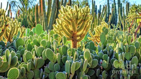 Cactus Garden Phoenix Arizona Photograph by Edward Fielding