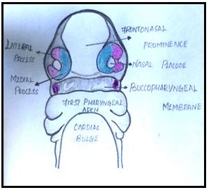 Schematic representation shows the embryological development of choanae ...