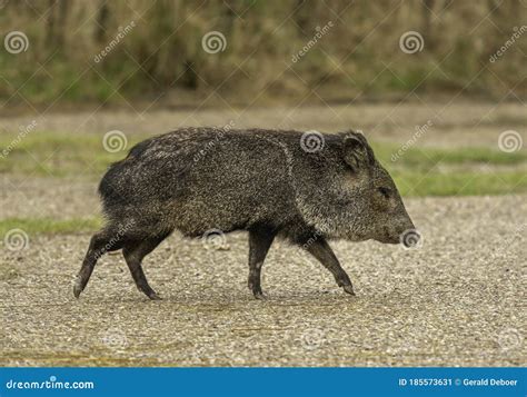 Collared Peccary Couple Sleeping Together, Tropical Animal Specie From ...