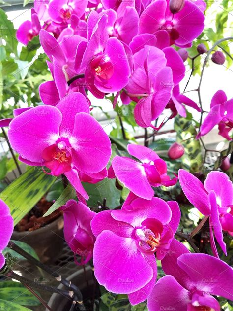 Orchid bloom waterfall containing orchids, plants, and flowers | High-Quality Nature Stock ...