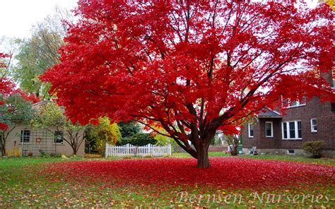 RED MAPLE TREE NAPLES