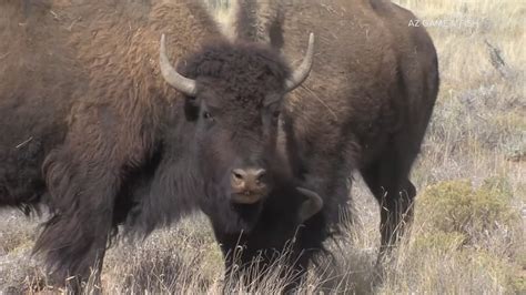 Arizona woman injured in Yellowstone bison attack says 'yes' to ...