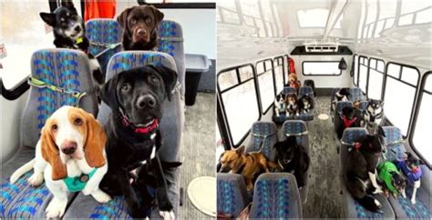 Video goes viral as dogs em-bark on adorable bus ride to daycare (VIDEO ...