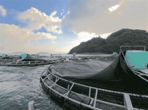 Red sea bream producer targets ASC certification | The Fish Site