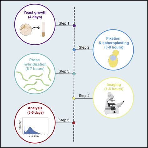 Cell Press: STAR Protocols