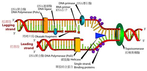 File:DNA replication zh.png