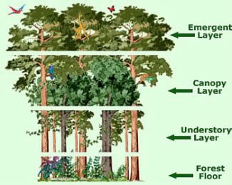 Layers - Amazon Rainforest