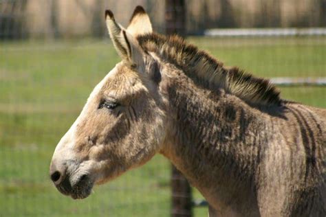 Zonkey Animal Facts | Zebroid | Zedonk | Equus zebra x Equus asinus