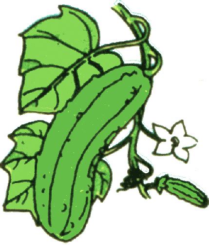 Zucchini plant clipart - Clipground