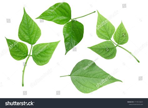 13,886 Soya Bean Leaves Images, Stock Photos & Vectors | Shutterstock