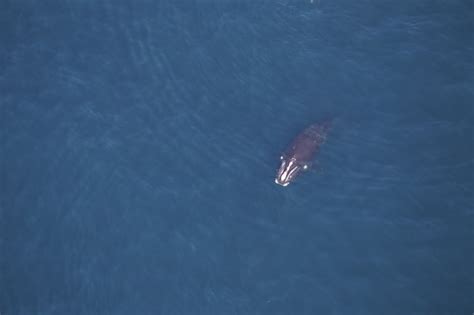 Analysis | Right whales face many threats to survival. The species can ...