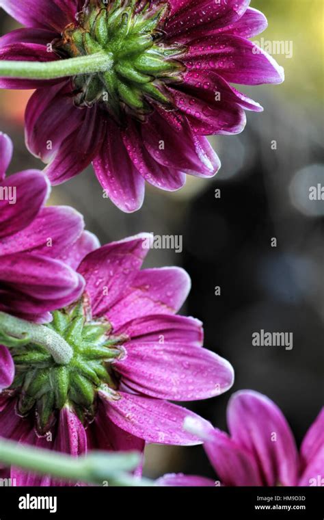 purple daisy on light background Stock Photo - Alamy