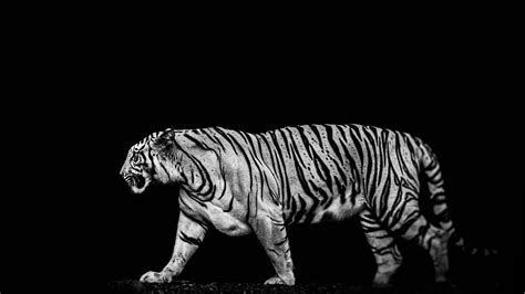 Download wallpaper: Tiger in the darkness 2560x1440