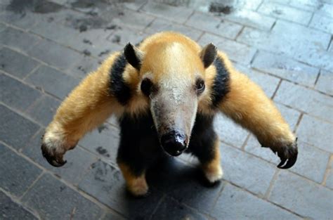 Cute Baby Anteaters