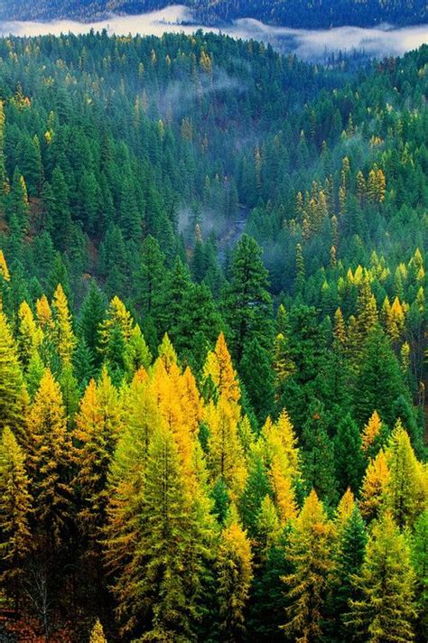 Fall Forest | Randy Beacham Photography | Montana image, Scenic landscape, Amazing photography