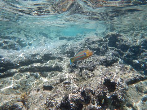 Snorkeling at Sharks Cove | Hawaii Aloha Travel