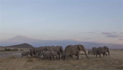 Kenya: Luxury Camps - East Africa Safari Ventures