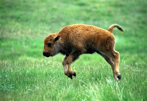 Baby Bison having fun : r/pics