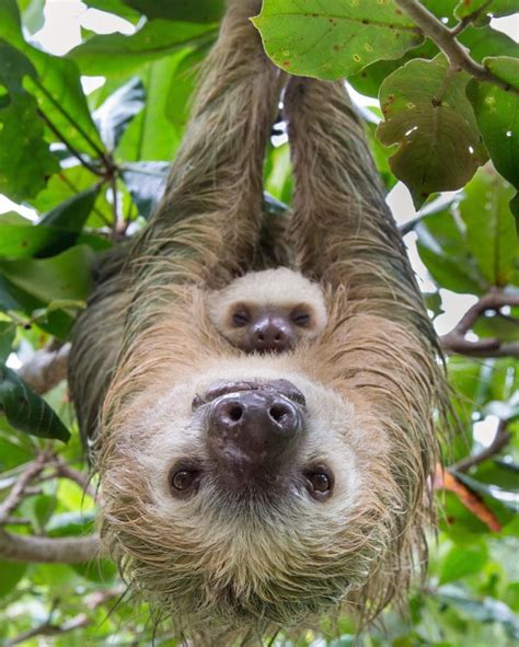 La Passerelle Conservation | The Sloth Conservation Foundation