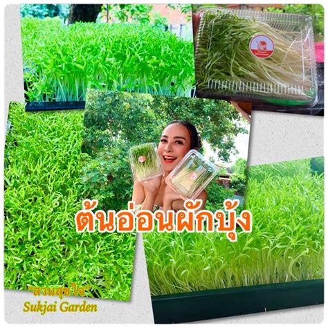 ต้นอ่อนผักบุ้งสวนสุขใจปลอดสารพิษ | Shopee Thailand