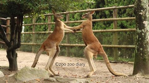 カンガルー種類多すぎ?!オオカンガルーとアカカンガルーの特徴と見わけ方 – zoo zoo diary