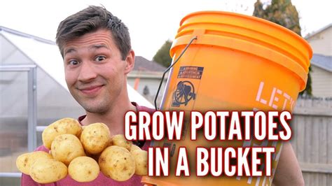 How to Grow POTATOES in a 5 GALLON BUCKET! | Growing potatoes, Planting ...