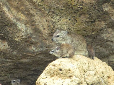 Cannundrums: Hyrax