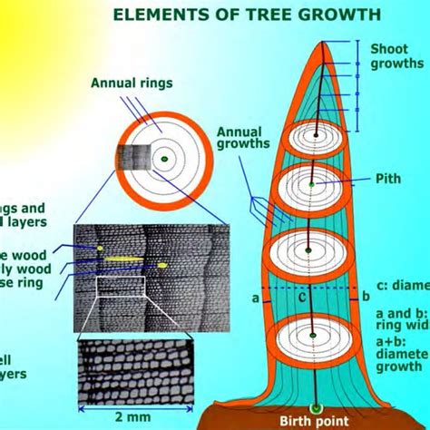 The main elements of tree growth are height growth, diameter growth and ...