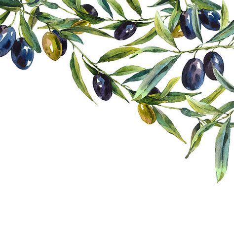 Olive Tree Clip Art, Vector Images & Illustrations - iStock