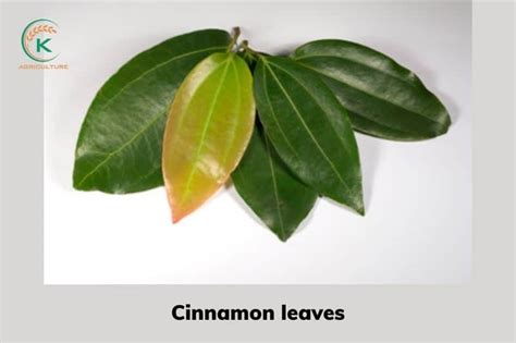 Top 4 perfect cinnamon leaves recipes-How to store cinnamon leaves | K-Agriculture