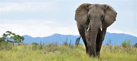 Extraordinary Elephant Encounters - Knysna Elephant Park