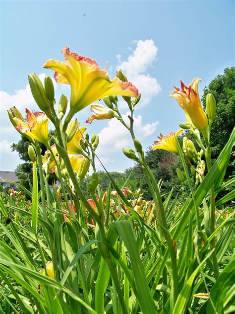 Scripture, Lily, Plants