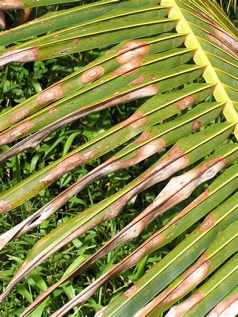 Leaf spot, cocnut palm | Pathogen: Unidentified | Location: … | Flickr