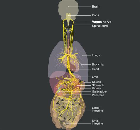 The Vagus Nerve: A New Frontier of Brain-Body Medicine - Udumbara Falun Dafa, News and more...