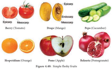 Fruits : Structure, Types, Functions - Botany