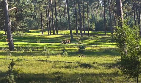 De Hoge Veluwe Wildlife Cam - 2024