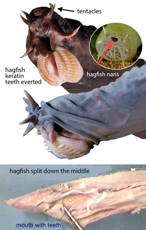 Hagfish Teeth