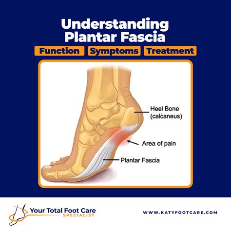 Plantar Fascia Anatomy