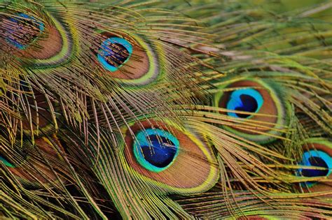 Free photo: Peacock Feathers, Peacock, Bird - Free Image on Pixabay - 1312509