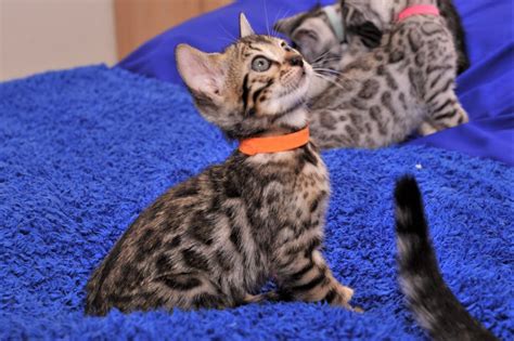 Female Bengal kitten | bengal kittens |bengal kittens for sale