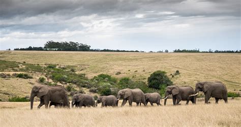 Go game viewing along the Garden Route | LekkeSlaap