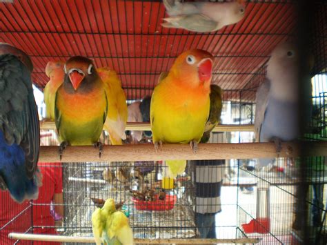 Best Interesting Facts about Lovebirds or Small Parrots