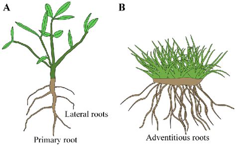 Illustration of taproot and fibrous systems. (A) A taproot system... | Download Scientific Diagram