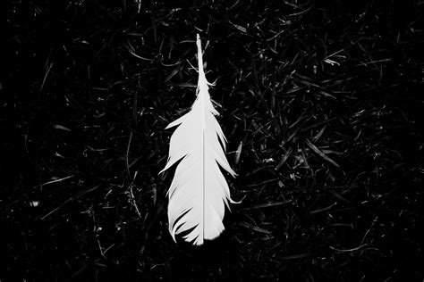 Feather Black And White 5k Wallpaper,HD Nature Wallpapers,4k Wallpapers ...