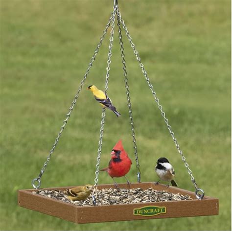 9 of the Best Platform Bird Feeders Plus Tips to Keep Them in Top Shape