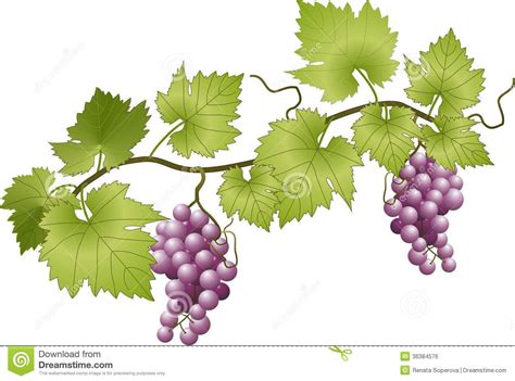 Grapevine | Grape vines, Grape wallpaper, Grape drawing