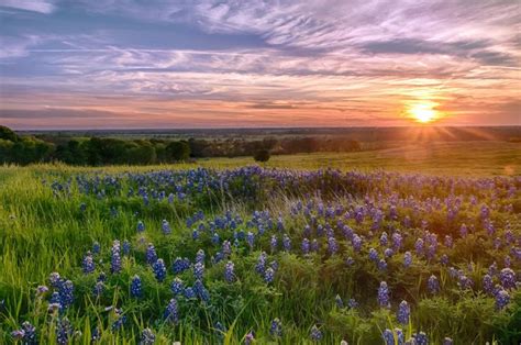 Texas Bluebonnets at Sunset | Beautiful nature, Photography secrets ...