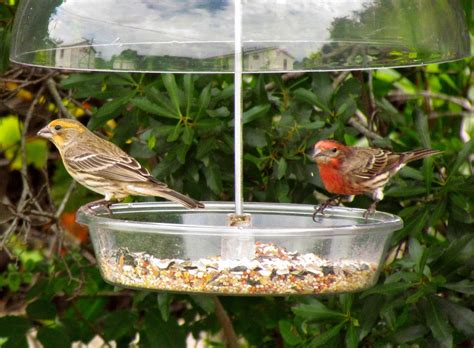 Joan and Dan's Birding Blog: House Finch